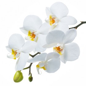 Стол обеденный Танго белый/Орхидея в Уяре - uyar.katalogmebeli.com | фото 3